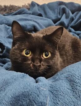 Fuji schüchterne kleine Prinzessin - München