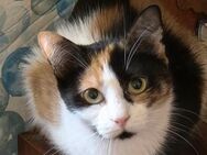 🐱 Bambi sucht Geborgenheit 🐱NOTFALL - Eislingen (Fils)