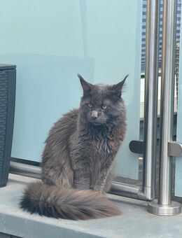 Maine coon xxl Deckkater - Essen