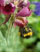 Buntes Alpenleinkraut 'Neonlichter' (Linaria aeruginea) in 88263