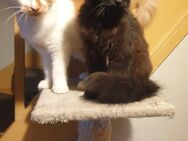 Reinrassige Main coon kater - Düsseldorf