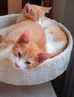 EKH Kitten Mix Rot /Weiss nur noch ein Kater und Kätzchen - Wendelstein