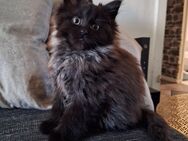 Maine Coon / Heilige Birma - Zehdenick