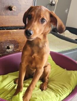 Kleiner♥Kiki♥ speziell,liebt auch Katzen - Hamburg