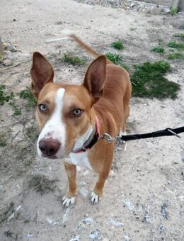 BRAD - braucht seine eigene FAMILIE ! - Kempen