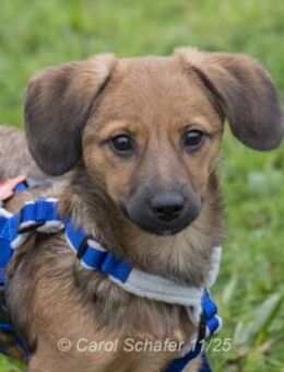 Mila ist aufgeschlossen und nett - Egelsbach