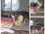 3 Maine Coon Mix Kätzchen (1 Katze + 2 Kater) suchen einen neuen Dosenöffner - Leutkirch (Allgäu)