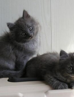 BKH / Russisch Blau Katzenbaby Edelmix Kitten - Wischhafen