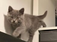 BKH Kitten Blue Point und Blue - Herne