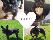 CAPRI PP Hübscher Sonnschein sucht euch - Neustadt (Rübenberge)