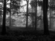 🌲Outdoor Spaziergang in denn Wald.🌲 TG möglich - Gersdorf