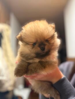 3 Pomeranian/Zwergspitz Welpen suchen ein liebevolles zuhause - Uelzen Zentrum