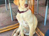 ein Doodle-Labrador Welpe - Hahausen