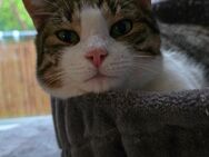 Kater abzugeben - Steinfurt
