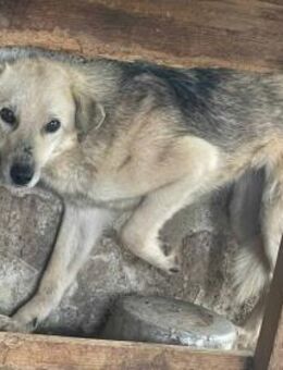 Skadi - die Süße 🐾 - Elsdorf (Nordrhein-Westfalen)