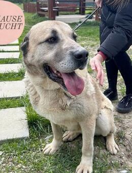 Süße & verschmuste LEA sucht ZH/PS ❤️ - Saarbrücken