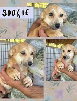 Sookie auf der Suche nach ihrem Glück - Bissingen