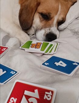 Super liebe Beagle Mischlingsdame sucht dich - Klein Rogahn