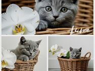 Bkh britisch kurzhaar kitten Mädchen Katze Baby blue grau - Bad Laasphe