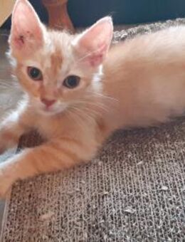 Katze MILO lebte am Busbahnhof - Augsburg