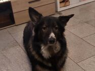 Mischling sucht dringend neues Zuhause!!! - Herford (Hansestadt)