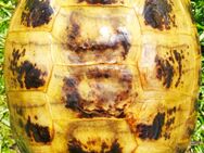 0,1 Vierzehenschildkröte aus 1996 - Rathenow