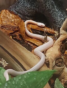 Kornnatter sucht neues zu Hause - Regensburg