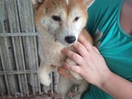Serry, freundliche Shiba Inu Dame - Remagen