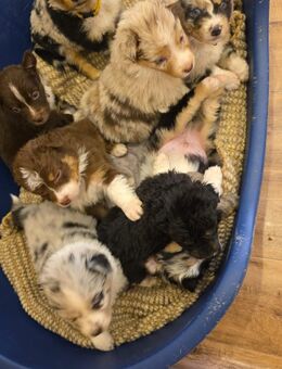Australian Shepherd Welpen – Abgabe ab 01.05.2025 - Gudensberg Zentrum