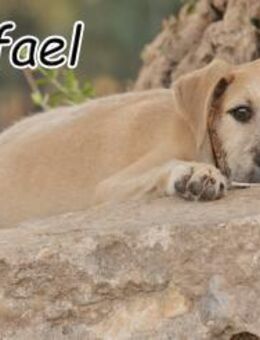 Wer zeigt Rafael die Welt?❤️ - Essingen (Rheinland-Pfalz)