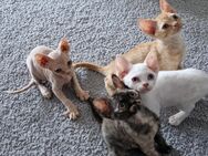 Devon Rex kitten - Kirchberg (Hunsrück)