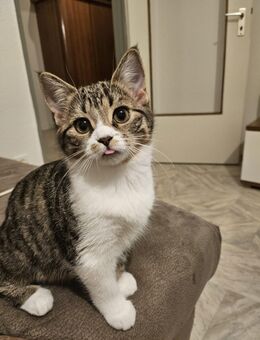 baby Weibliche Katze suchen hier ein neues Zuhause - Mainz