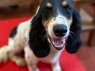 Liebenswerter ZIGGY - Sandhausen