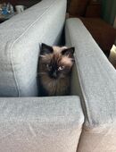 Siam mix katze sucht ein liebevolles zuhause in 22335