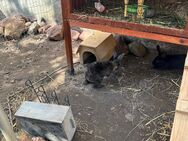 Zwergkaninchen Rex Mädchen - Groß Umstadt