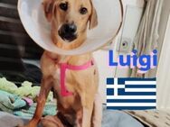 Luigi - Welpe sucht Liebhaber - Heppenheim (Bergstraße)