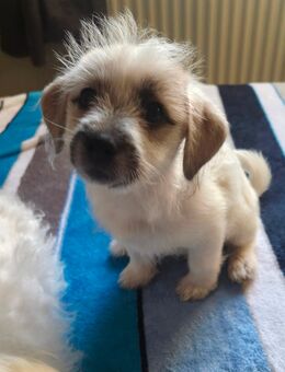 Malteser Dackel Mischlingswelpen - Recklinghausen