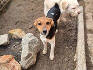 🩵Snoa 🩵5 Monate Foxterrier-Jack Russel - Kassel