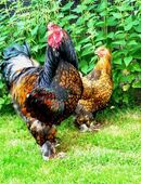 Eier grosse Rasse Brahma in 93426