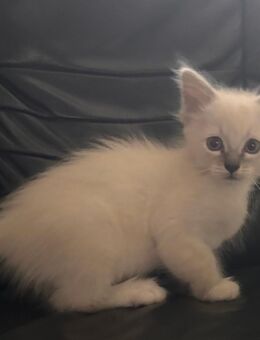3 Ragdoll Kitten suchen ab sofort ein tolles zu Hause - Merzenich