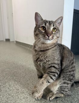 🐾Sanfte Schnurri sucht Zuhause🐾 - Eislingen (Fils)