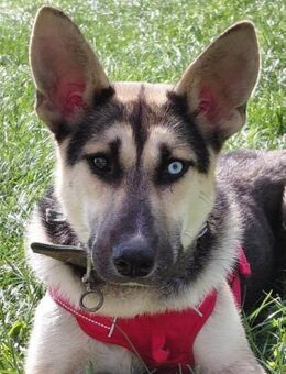 LEVI - ein ganz besonderer Hund - Augsburg