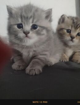Britische Kurzhaar Kitten - Duisburg