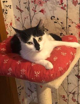Katzen - Wissen