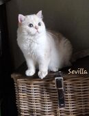 BKH Kater aus seriöser Zucht, sucht ab sofort seinen neuen Wirkungskreis im liebevollen Zuhause auf Lebenszeit. in 29556