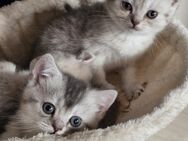 BKH kitten suchen neues Zuhause - Kamp-Lintfort