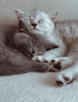 BKH Kitten - Bernau (Berlin)