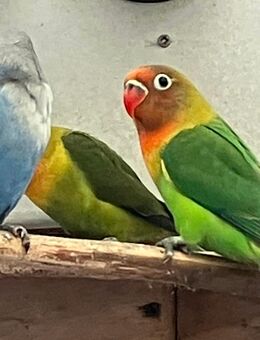 Junge Pfirsichköpfchen mit DNA-Geschlechtsgutachten - Hamburg