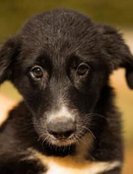 Schäfi-Mix-Welpin ♥Eliana♥ sucht Liebe - Hamburg