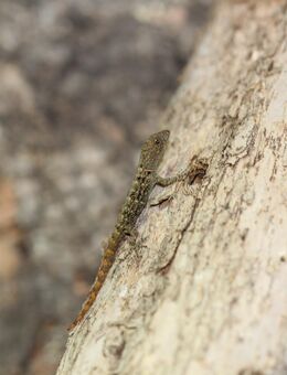 Lygodactylus kimhowelli & Gonatodes albogularis fuscus Nachzuchten 2025 - Laupheim